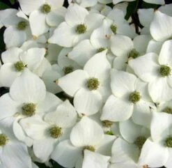 Japanischer Blumenhartriegel Milky Way 125-150cm - Cornus Kousa