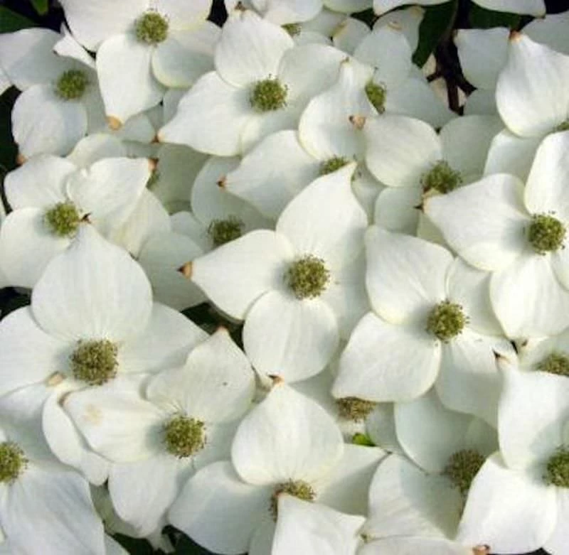 Japanischer Blumenhartriegel Milky Way 40-60cm - Cornus Kousa 3 Japanischer Blumenhartriegel Milky Way 40-60cm - Cornus Kousa