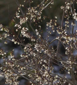 Schneeforsythie Roseum 60-80cm - Abeliophyllum Distichum