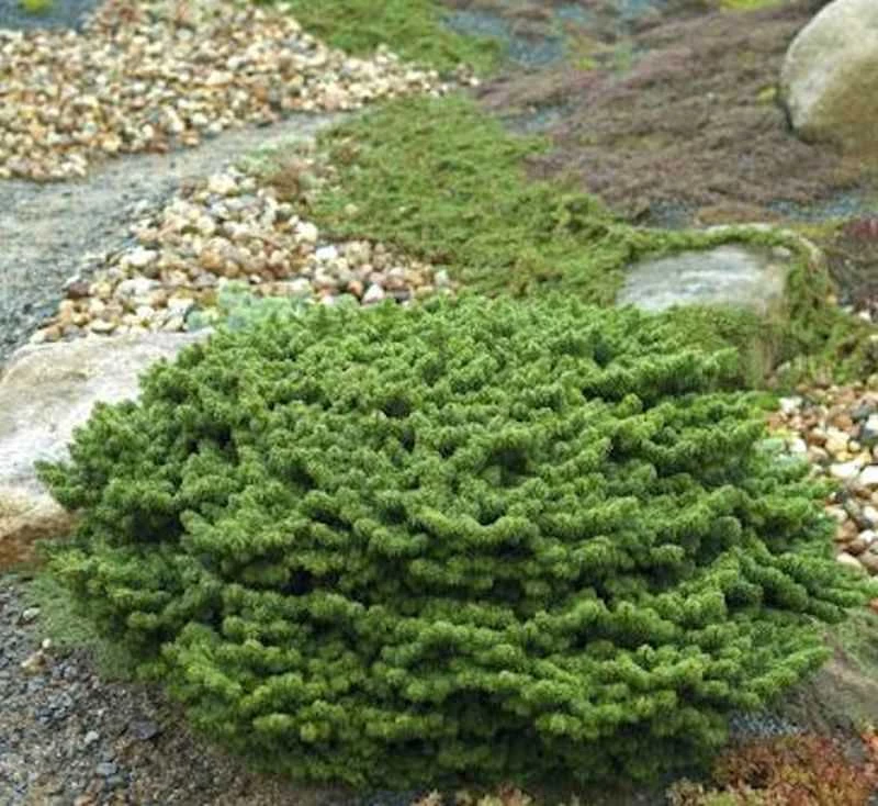 Zwerg Balsam Tanne Piccolo 30-40cm - Abies Balsamea 3 Zwerg Balsam Tanne Piccolo 30-40cm - Abies Balsamea