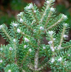 Koreatanne Diskus 50-60cm - Abies Koreacarpa