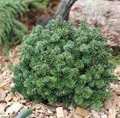 Zwerg Koreatanne Brillant 30-40cm - Abies Koreana