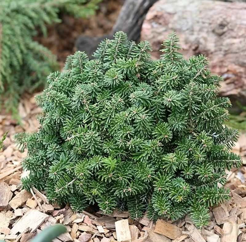 Zwerg Koreatanne Brillant 30-40cm - Abies Koreana 3 Zwerg Koreatanne Brillant 30-40cm - Abies Koreana