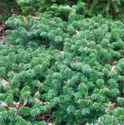 Flache Koreatanne Dark Hill 20-25cm - Abies Koreana
