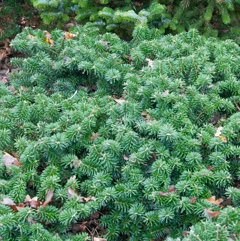 Flache Koreatanne Dark Hill 20-25cm - Abies Koreana 3 Flache Koreatanne Dark Hill 20-25cm - Abies Koreana