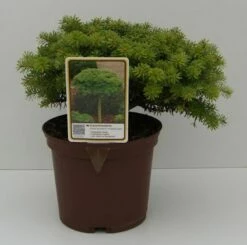 Koreatanne Kristalkugel 15-20cm - Abies Koreana