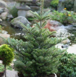 Koreatanne Molli 60-70cm - Abies Koreana