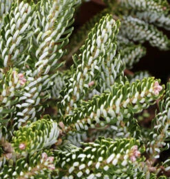 Koreatanne Silver Star 20-25cm - Abies Koreana