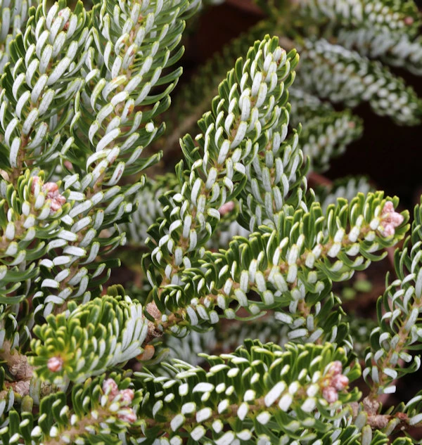 Koreatanne Silver Star 25-30cm - Abies Koreana 3 Koreatanne Silver Star 25-30cm - Abies Koreana