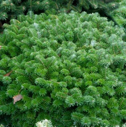 Flache Blaue Zwerg Koreatanne Tannja 25-30cm - Abies Koreana