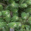 Grüne Zwerg Koreatanne Tordis 40-50cm - Abies Koreana -NR-01 Verkäufe Abies koreana Tordis