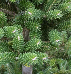 Grüne Zwerg Koreatanne Tordis 40-50cm - Abies Koreana