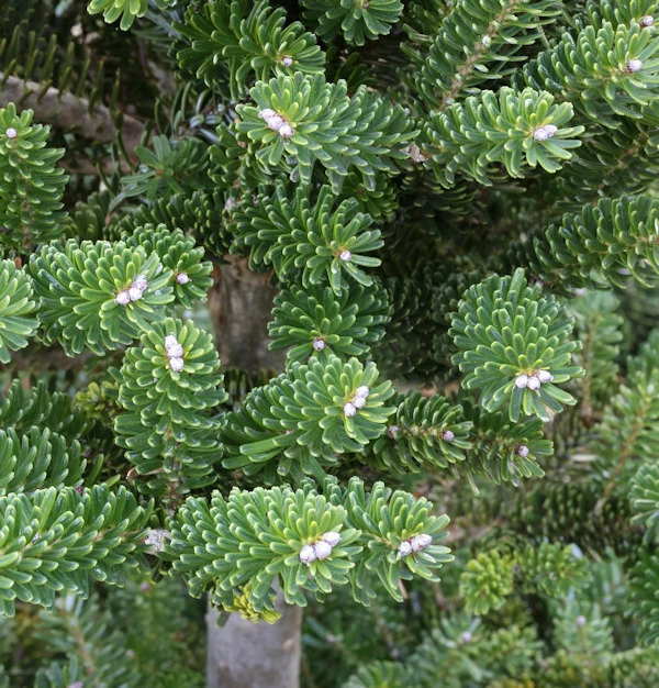 Grüne Zwerg Koreatanne Tordis 40-50cm - Abies Koreana 3 Grüne Zwerg Koreatanne Tordis 40-50cm - Abies Koreana