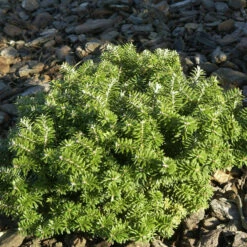 Zwerg Koreatanne Cis 30-40cm - Abies Koreana