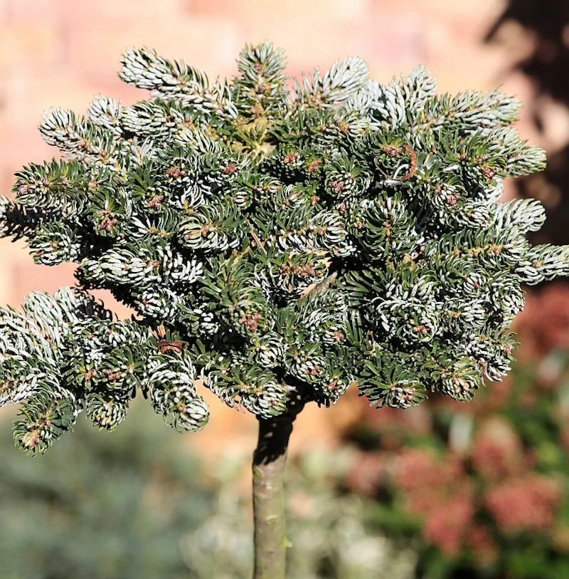 Hochstamm Koreatanne Kohouts Icebreaker 40-60cm - Abies Koreana 3 Hochstamm Koreatanne Kohouts Icebreaker 40-60cm - Abies Koreana