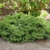 Zwerg Koreatanne 20-25cm - Abies Koreana