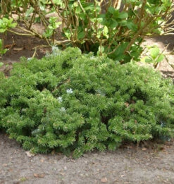 Zwerg Koreatanne 20-25cm - Abies Koreana