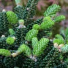 Koreatanne Oberon 30-40cm - Abies Koreana