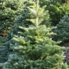 Koreatanne Sämling 30-40cm - Abies Koreana -NR-01 Verkäufe Abies koreanaSamling