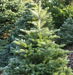 Koreatanne Sämling 30-40cm - Abies Koreana