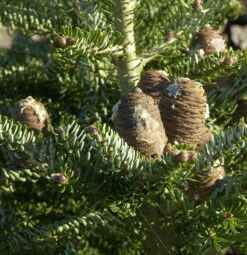 Koreatanne Silberlocke 30-40cm - Abies Koreana