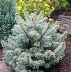 Zwergkorktanne Compacta 25-30cm - Abies Lasiocarpa