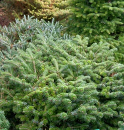 Zwerg Nordmanntanne Münsterland 25-30cm - Abies Nordmanniana