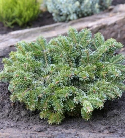 Zwerg Nordmannstanne Starkers Dwarf 30-40cm - Abies Nordmanniana