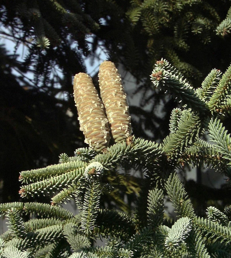 Blaue Spanische Tanne Kelleriis 50-60cm - Abies Pinsapo 3 Blaue Spanische Tanne Kelleriis 50-60cm - Abies Pinsapo