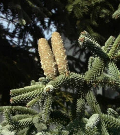 Blaue Spanische Tanne Kelleriis 60-70cm - Abies Pinsapo