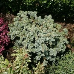 Zwerg Edeltanne Blaue Hexe 20-25cm - Abies Procera