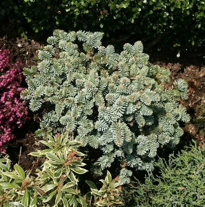 Zwerg Edeltanne Blaue Hexe 20-25cm - Abies Procera 3 Zwerg Edeltanne Blaue Hexe 20-25cm - Abies Procera