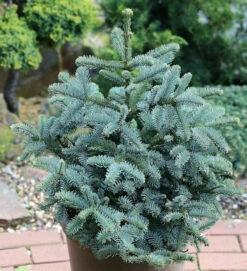 Kompakte Silbertanne Obrighoven 70-80cm - Abies Procera