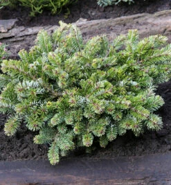 Kompakte Veitchs Tanne Heddergott 25-30cm - Abies Veitchii