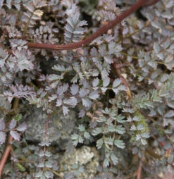 Blaues Stachelnüsschen Blue Haze - Acaena Saccaticupula