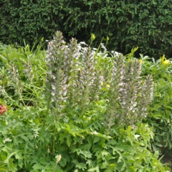 Balkan Bärenklaue - Acanthus Hungaricus