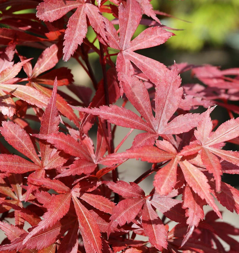 Fächerahorn Beni Otake 30-40cm - Acer Palmatum 3 Fächerahorn Beni Otake 30-40cm - Acer Palmatum