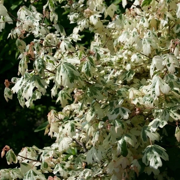 Hochstamm Weißbunter Feldahorn Carnival 100-125cm - Acer Campestre 3 Hochstamm Weißbunter Feldahorn Carnival 100-125cm - Acer Campestre