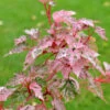 Streifenahorn Red Flamingo 80-100cm - Acer Conspicuum 2 Streifenahorn Red Flamingo 80-100cm - Acer Conspicuum -NR-01 Verkäufe Acer conspicuum RedFlamingo