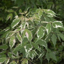 Eschen Ahorn Flamingo 100-125cm - Acer Negundo