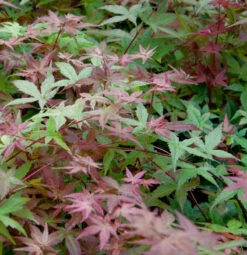 Japanischer Schlitzahorn Beni Maiko 40-60cm - Acer Palmatum
