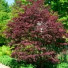 Fächerahorn Brands Dwarf 40-60cm - Acer Palmatum -NR-01 Verkäufe Acer palmatum BrandsDwarf
