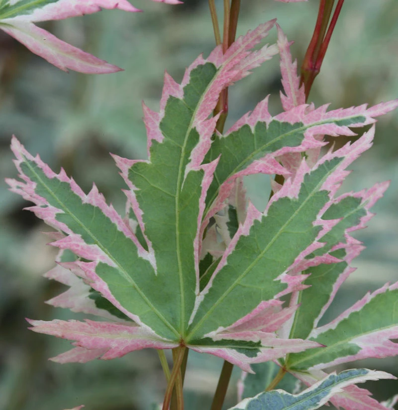 Fächerahorn Butterfly 60-80cm - Acer Palmatum 3 Fächerahorn Butterfly 60-80cm - Acer Palmatum
