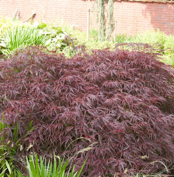 Dunkelroter Schlitz Ahorn Garnet 25-30cm - Acer Palmatum 3 Dunkelroter Schlitz Ahorn Garnet 25-30cm - Acer Palmatum
