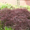 Dunkelroter Schlitz Ahorn Garnet 70-80cm - Acer Palmatum 1 Dunkelroter Schlitz Ahorn Garnet 70-80cm - Acer Palmatum -NR-01 Verkäufe Acer palmatum Garnet 1