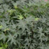 Fächerahorn Little Princess 40-60cm - Acer Palmatum