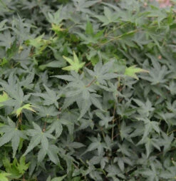 Fächerahorn Little Princess 40-60cm - Acer Palmatum