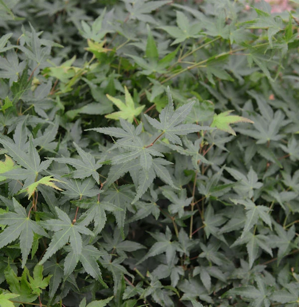 Fächerahorn Little Princess 40-60cm - Acer Palmatum 3 Fächerahorn Little Princess 40-60cm - Acer Palmatum