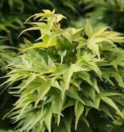Fächerahorn Mikawa Yatsubusa 40-60cm - Acer Palmatum