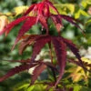 Fächerahorn Red Emperor 40-60cm - Acer Palmatum -NR-01 Verkäufe Acer palmatum Red Emperorr